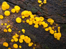 Bisporella citrina 